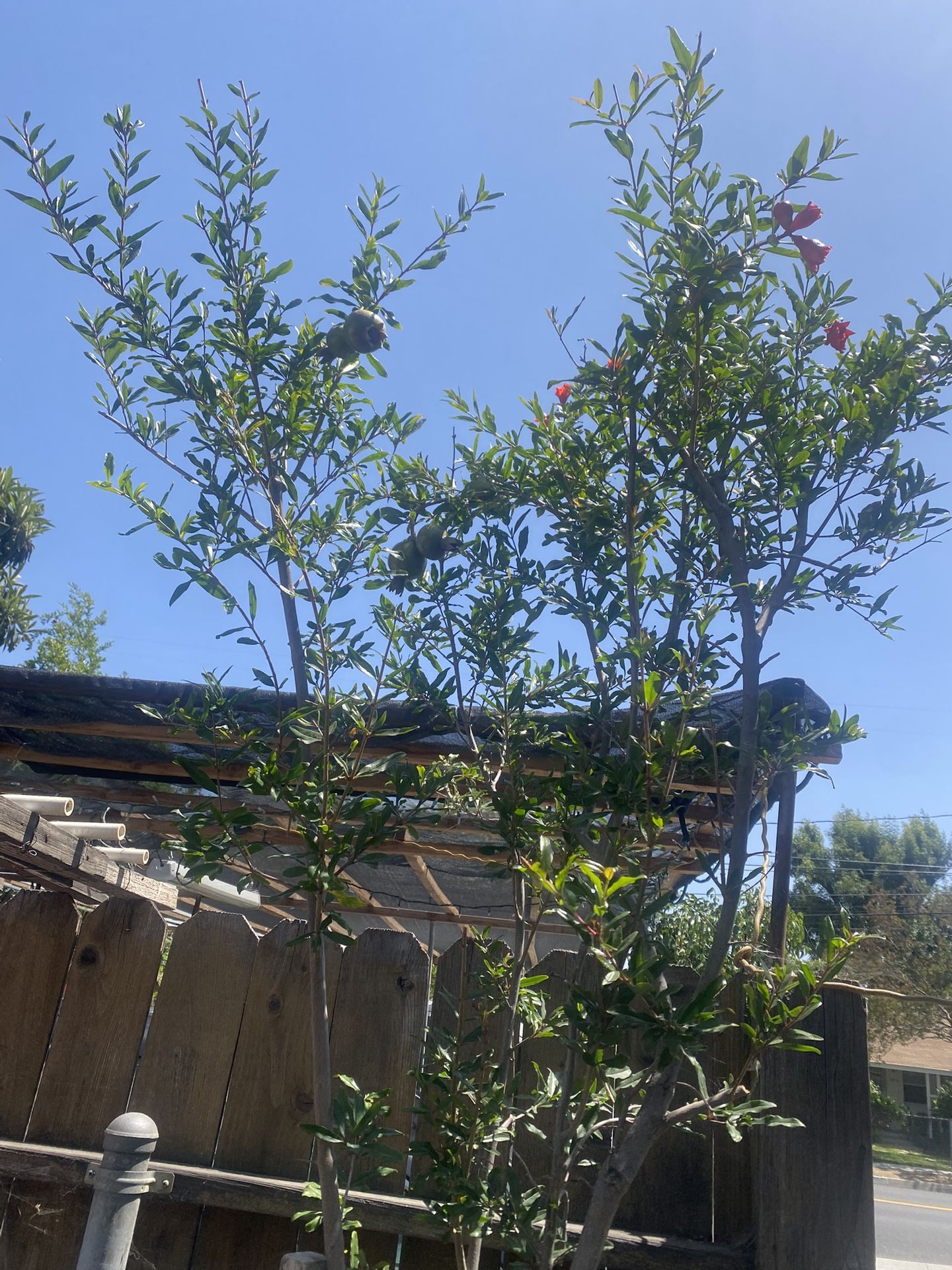 Plant For Sale