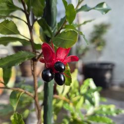 Mickey Mouse Plant 