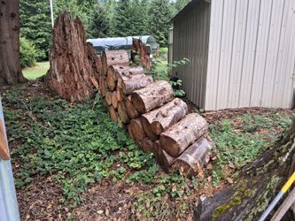 Fur and spruce