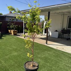 Sango Kaku Japanese Maple Tree (Coral Bark)