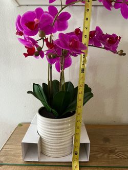Orchid Flowers