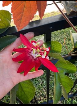 Passionfruit