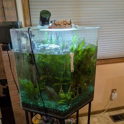 45 Gallon Fish Tank With Everything, But Fish