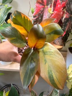 Philodendron Black Congo variegated