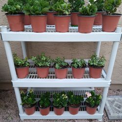 Small Plant Sale 