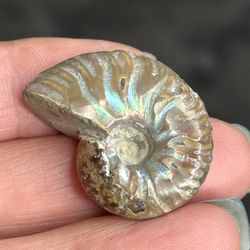 Natural Ammonite Necklace 
