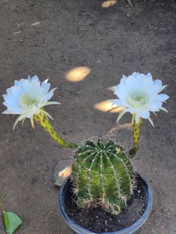 Cactus blanco