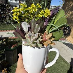 Beautiful flower 🌺