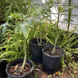 Papaya Tree