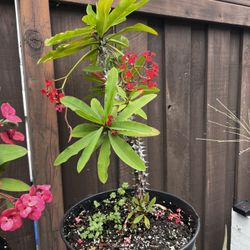 Crown On Thorns 
