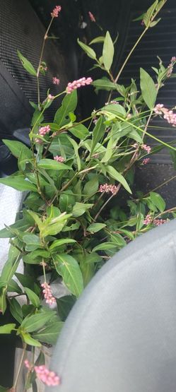 Pink Lady's Thumb, Live Plant