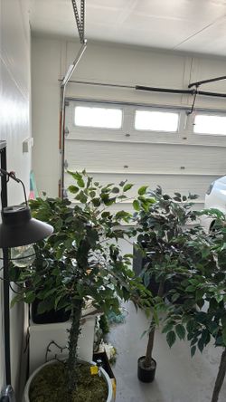 Newer 5 foot Silk Trees Indoor/Outdoor
