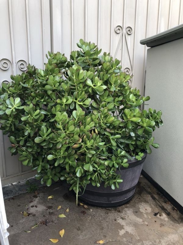 Large jade plant with pot for Sale in Fremont, CA OfferUp
