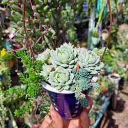 Hanging Succulent 