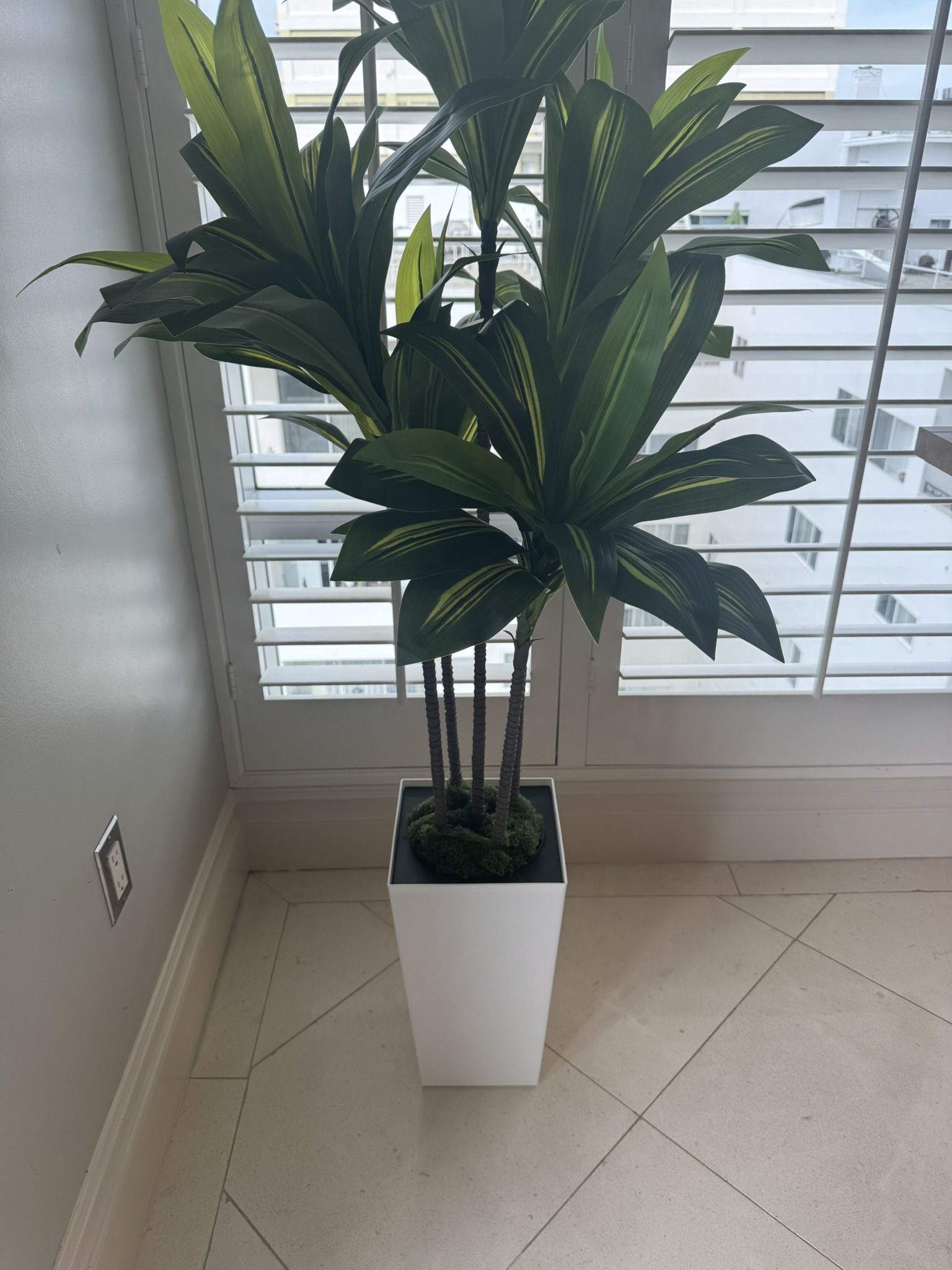 4ft Tall Designer Plant