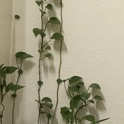 Pothos Plant