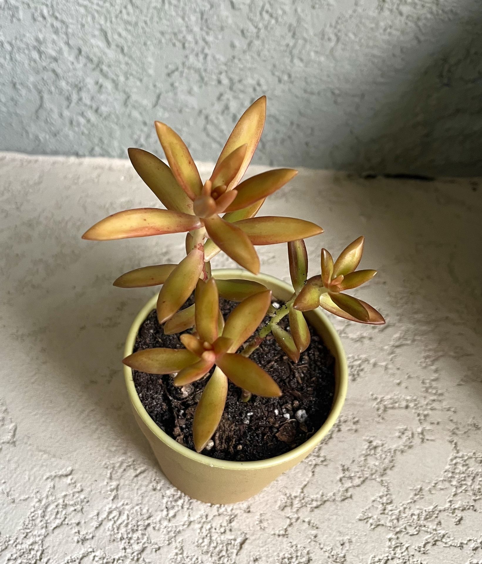 Sedum Adolphi Firestorm Plant