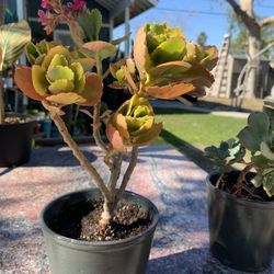 Succulents