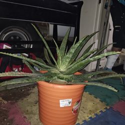 Large Aloe Vera Plant