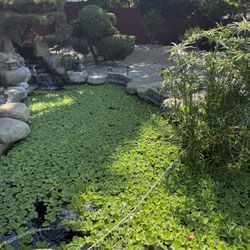 Water Plants Water Lettuce For Koi Pond
