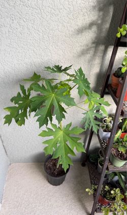 Papaya tree