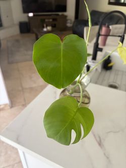 Plant Monstera