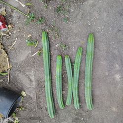 San Pedro Cactus Cuttings