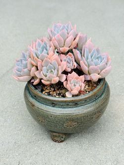 Succulents plants 🪴