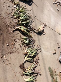 Aloe Vera Pups