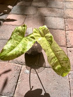 Philodendron Paraiso Verde