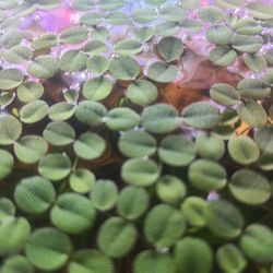 Salvinia Floating Aquarium Plants