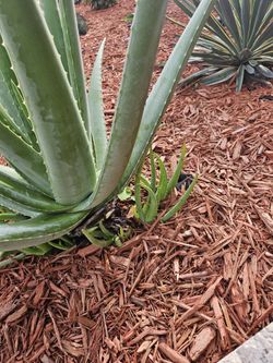 Baby Aloe Vera Plant