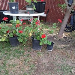 (Tropaeolum majus) plant