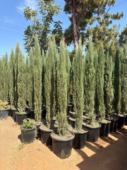 Italian cypress 8-9 feet tall when planted 20 gal