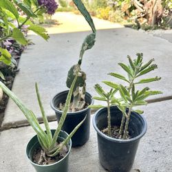 Plants Bundle. Aloe Vera, Cactus And Kalanchoe