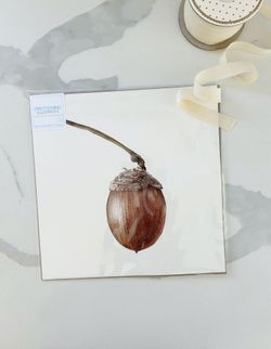 Original Watercolor Art Acorn 