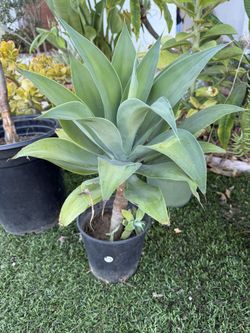 Foxtail Agave Plant In 1 Gallon Pot