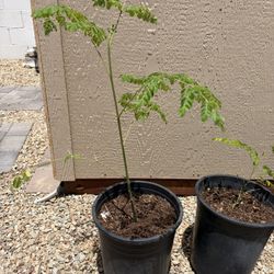 Moringa Plants