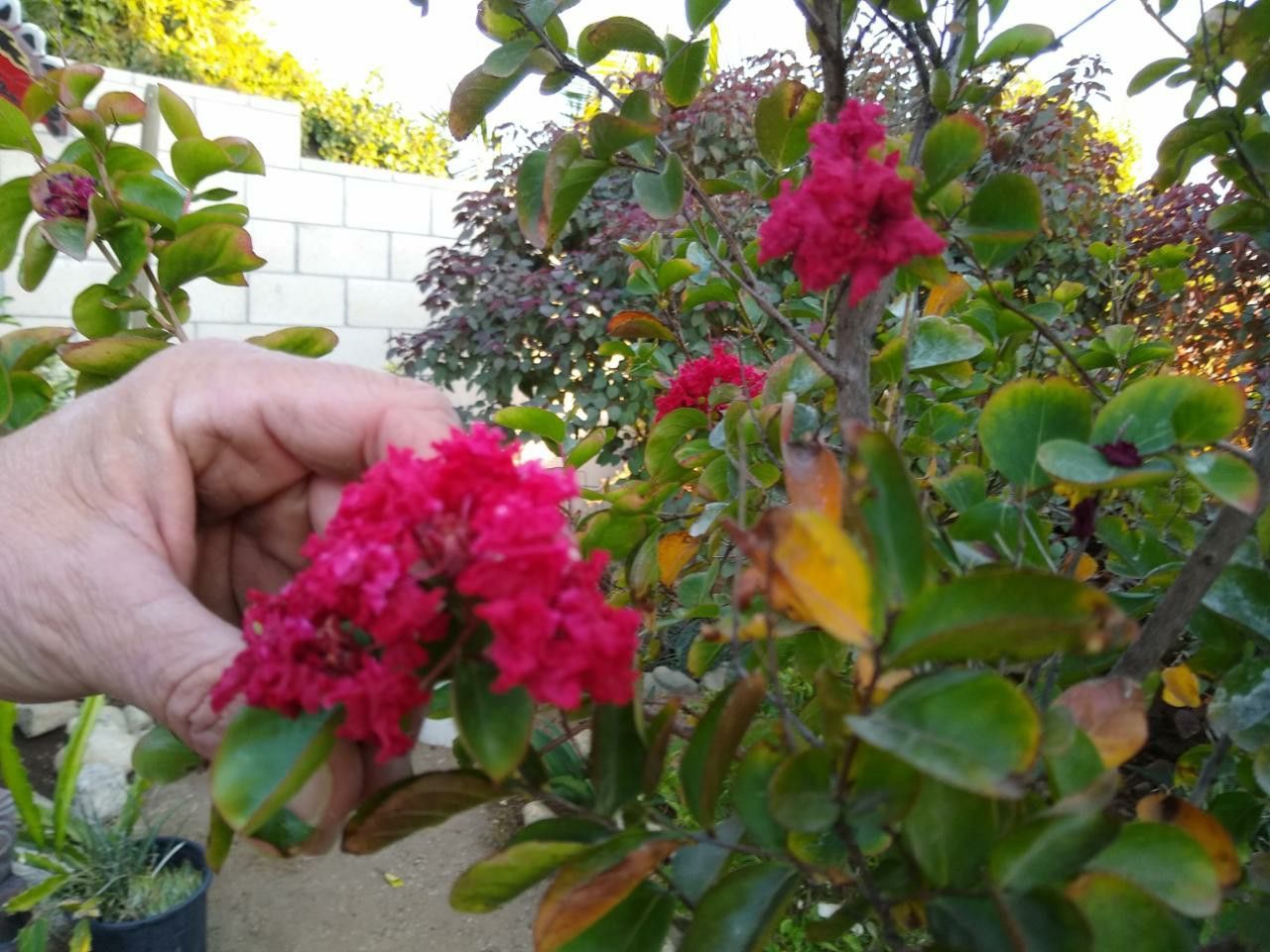 (2) Crape Myrtle trees available