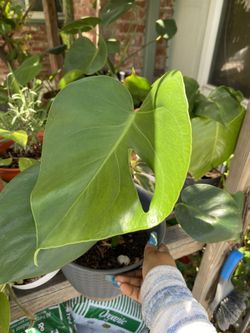 Monstera