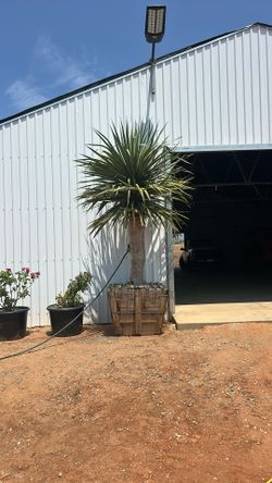 Dragon Tree 30”box