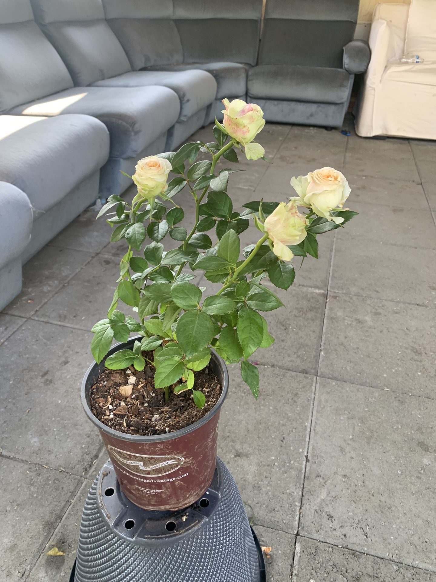 Pick rose