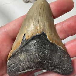 Meg Tooth 