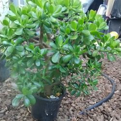 Jade Plant