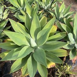 Plants