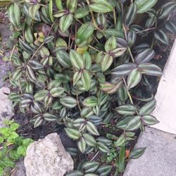 Purple Decorative Plant Free Cuttings