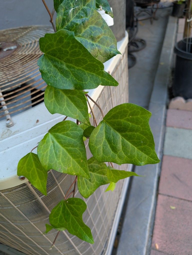 English Ivy 3 Feet Long