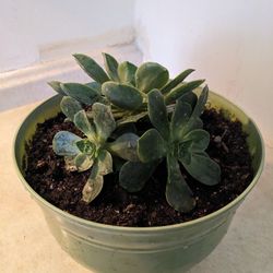Echeveria Elegans,Mexican Snow Ball.