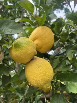 Lemons For Sale (organic- Not Available Right Now Low Season)