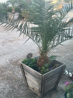 Plant